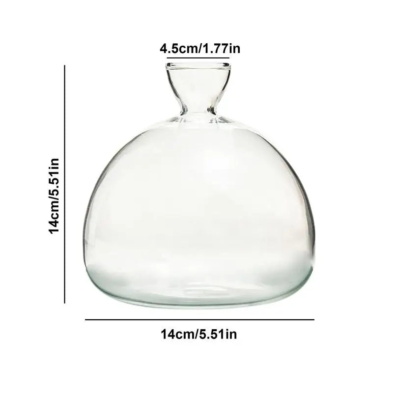 Avocado Seed Starter Vase Transparent Glass Vase