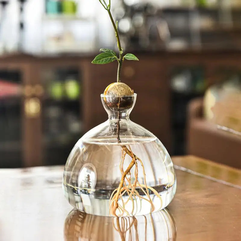 Avocado Seed Starter Vase Transparent Glass Vase