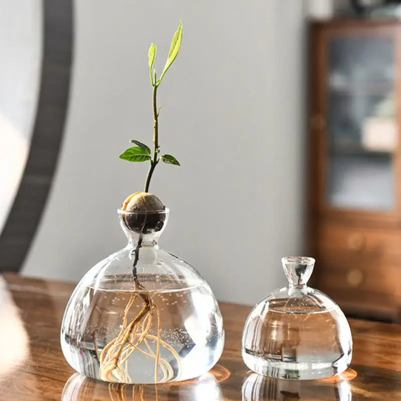 Avocado Seed Starter Vase Transparent Glass Vase