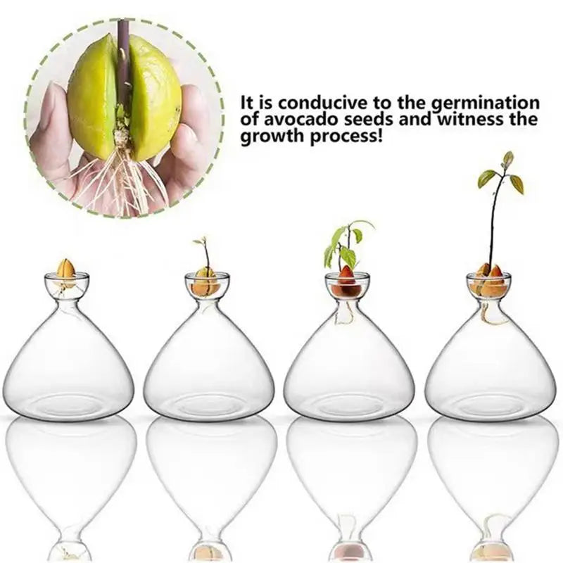 Avocado Seed Starter Vase Transparent Glass Vase