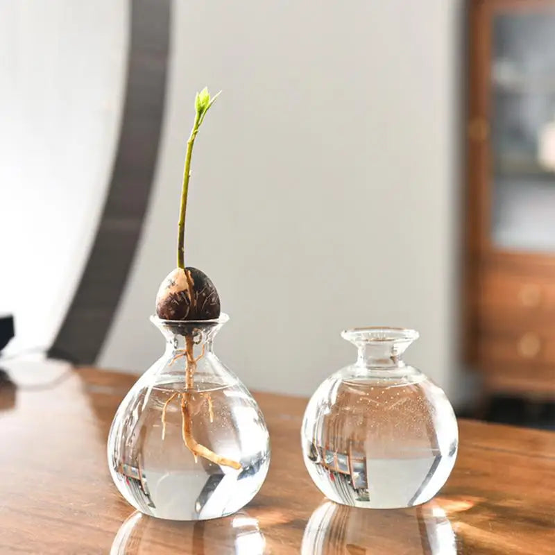 Avocado Seed Starter Vase Transparent Glass Vase