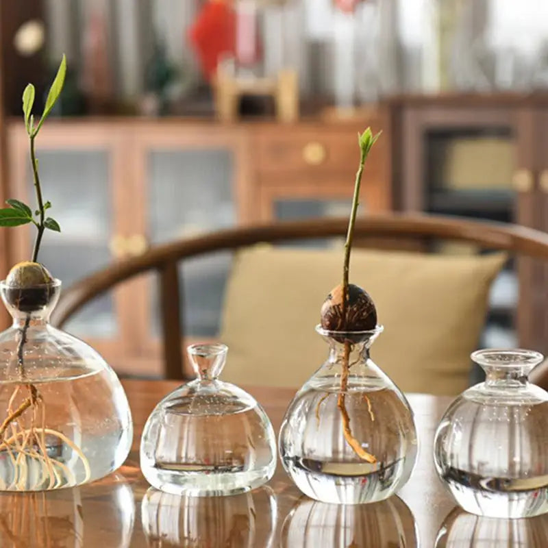 Avocado Seed Starter Vase Transparent Glass Vase