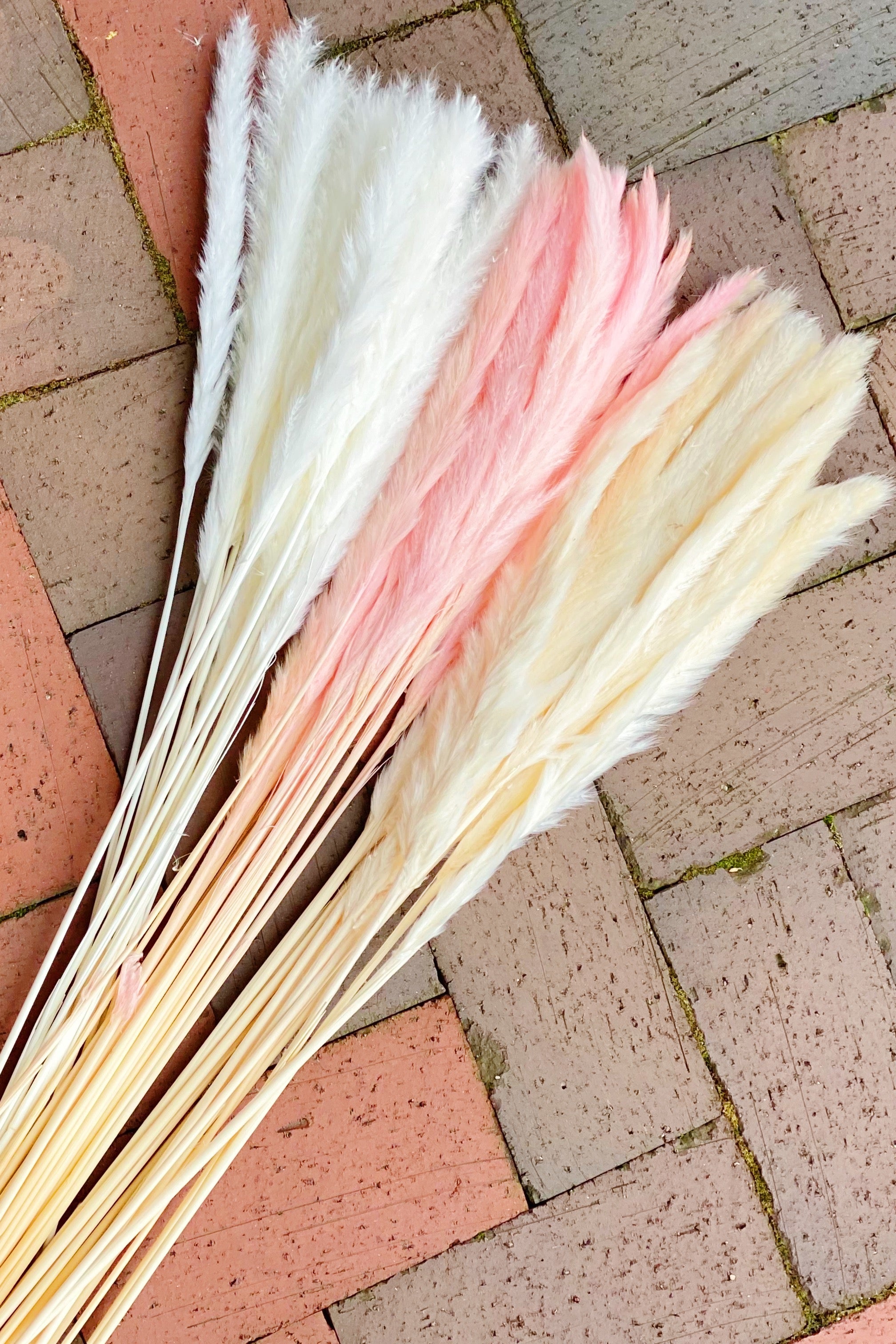 Freshly Preserved Pampas